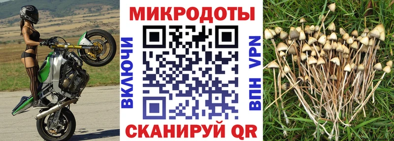 Купить где  Новоульяновск  Галлюциногенные грибы мицелий 